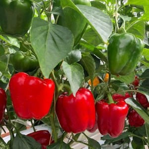 Tatlı kırmızı Asti biber tohumu sweet pepper