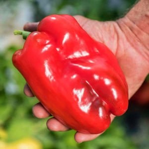 Tatlı kırmızı Asti biber tohumu sweet pepper