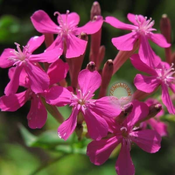 Pembe silene armeria tohumu none so pretty