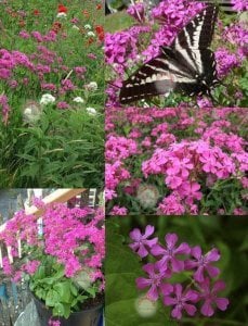 Pembe silene armeria tohumu none so pretty