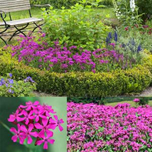 Pembe silene armeria tohumu none so pretty