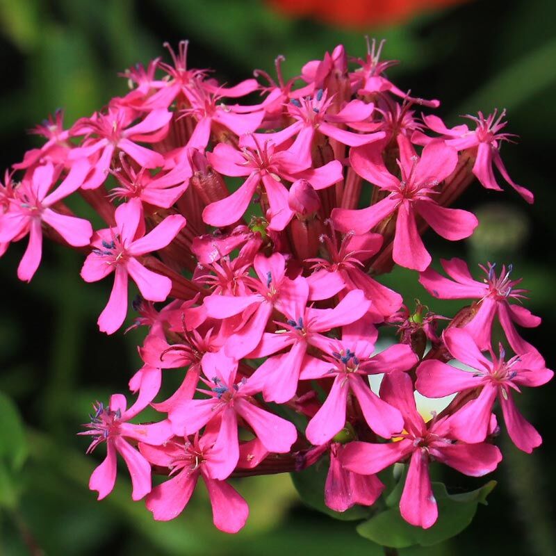 Pembe silene armeria tohumu none so pretty
