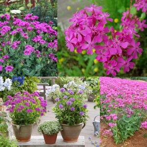 Pembe silene armeria tohumu none so pretty