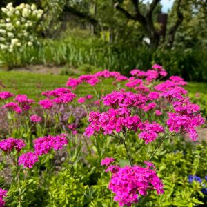 Pembe silene armeria tohumu none so pretty