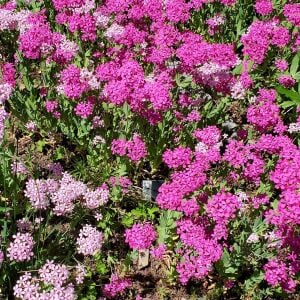 Pembe silene armeria tohumu none so pretty