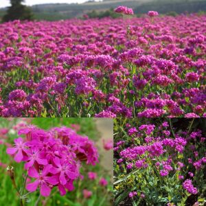 Pembe silene armeria tohumu none so pretty