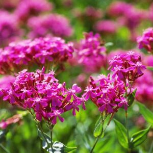 Pembe silene armeria tohumu none so pretty