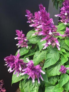 Dev mavi çiçekli salvia gigantimo fidesi blue stripe