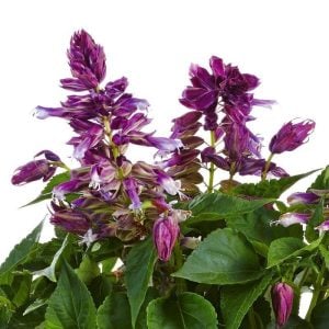 Dev mavi çiçekli salvia gigantimo fidesi blue stripe