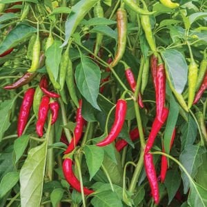 Mirch Masala Hint acı biber tohumu capsicum baccatum