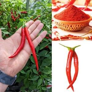 Mirch Masala Hint acı biber tohumu capsicum baccatum