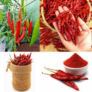 Mirch Masala Hint acı biber tohumu capsicum baccatum