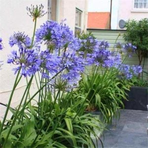 Blue umbrella mavi agapanthus umbellatus şevkat çiçeği saksıda