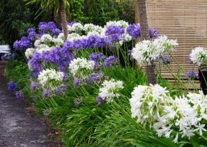 Blue umbrella mavi agapanthus umbellatus şevkat çiçeği saksıda