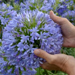 Blue umbrella mavi agapanthus umbellatus şevkat çiçeği saksıda