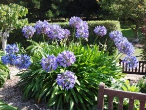 Blue umbrella mavi agapanthus umbellatus şevkat çiçeği saksıda