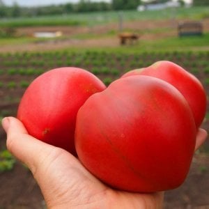 Anna russian domates tohumu geleneksel