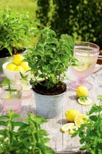 Limonlu nane fidesi mentha gentilis lemon