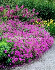 Kızıl mor ıtır sardunya rizomu dona dayanıklı geranium patricia