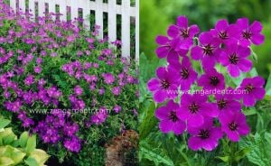 Kızıl mor ıtır sardunya rizomu dona dayanıklı geranium patricia