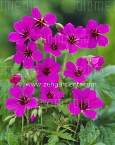 Kızıl mor ıtır sardunya rizomu dona dayanıklı geranium patricia
