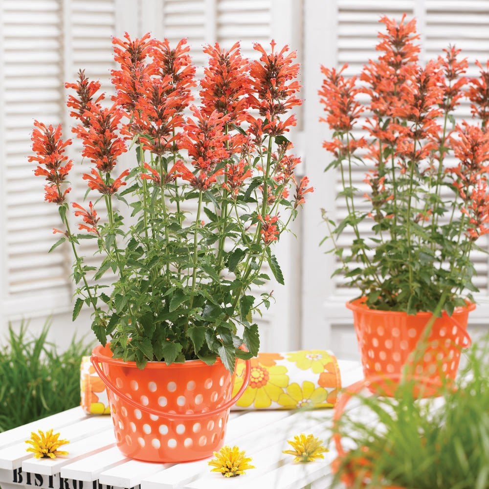 Apricot sprite zufa çiçeği fidesi agastache aurantiaca