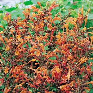 Apricot sprite zufa çiçeği fidesi agastache aurantiaca