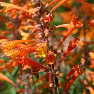 Apricot sprite zufa çiçeği fidesi agastache aurantiaca
