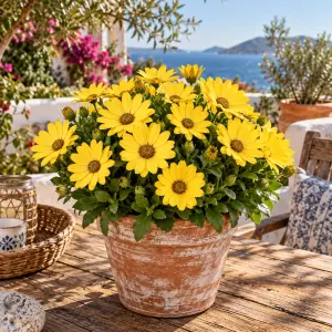 Sarı bodrum papatyası fidesi ithal osteospermum erato special gold