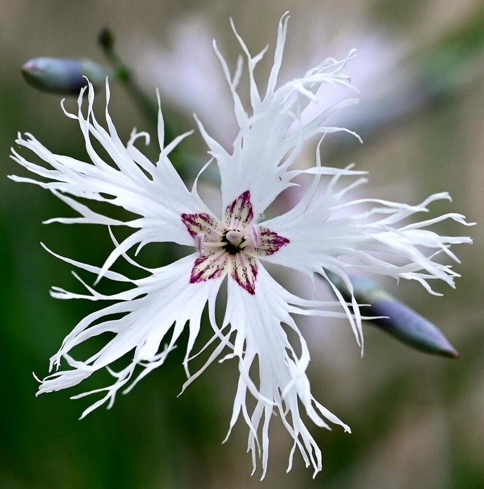 Kokulu dantel karanfil tohumu dianthus arenarius