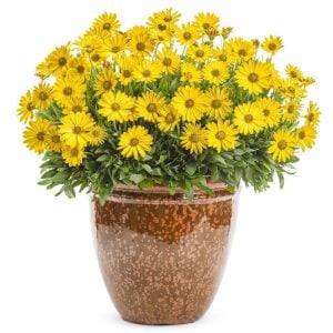 Sarı bodrum papatyası fidesi ithal osteospermum erato special gold