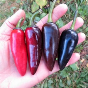 Çekoslovak siyah acı biber tohumu capsicum annuum