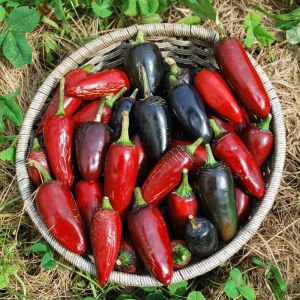 Çekoslovak siyah acı biber tohumu capsicum annuum