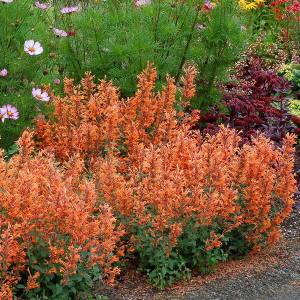 Apricot sprite zufa çiçeği fidesi agastache aurantiaca