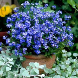 Viktorya mavisi beni unutma çiçeği tohumu myosotis victoria blue indigo