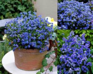 Viktorya mavisi beni unutma çiçeği tohumu myosotis victoria blue indigo