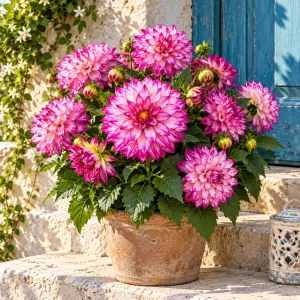 Lubega XL Cherry Sparkle Yıldız Çiçeği Fidesi
