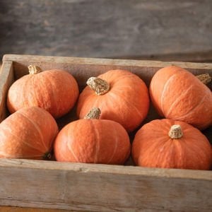 Marmalade kabocha kestane balkabağı tohumu