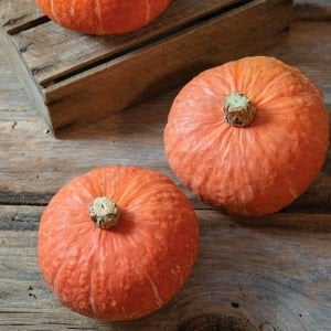 Marmalade kabocha kestane balkabağı tohumu
