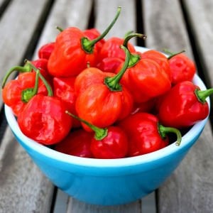 Kırmızı jamaika acı biber tohumu red scotch bonnet jamaican