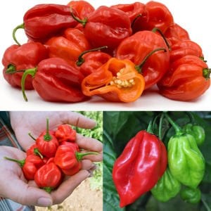 Kırmızı jamaika acı biber tohumu red scotch bonnet jamaican