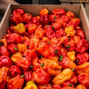 Kırmızı jamaika acı biber tohumu red scotch bonnet jamaican