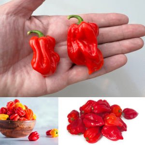 Kırmızı jamaika acı biber tohumu red scotch bonnet jamaican