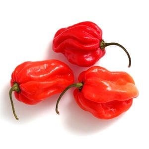 Kırmızı jamaika acı biber tohumu red scotch bonnet jamaican