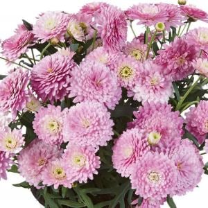 Aramis double pink çeşme papatyası fidesi argyranthemum