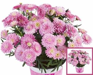 Aramis double pink çeşme papatyası fidesi argyranthemum