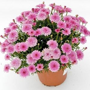 Aramis double pink çeşme papatyası fidesi argyranthemum