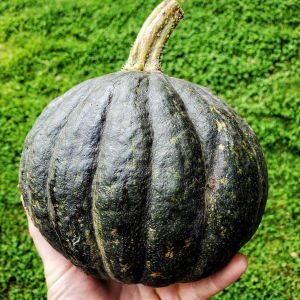Tetsukabuto kabocha kestane balkabağı tohumu Kışlık