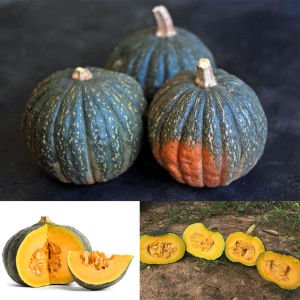 Tetsukabuto kabocha kestane balkabağı tohumu Kışlık