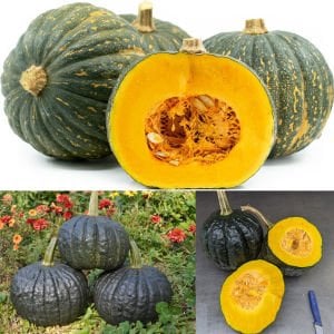 Tetsukabuto kabocha kestane balkabağı tohumu Kışlık
